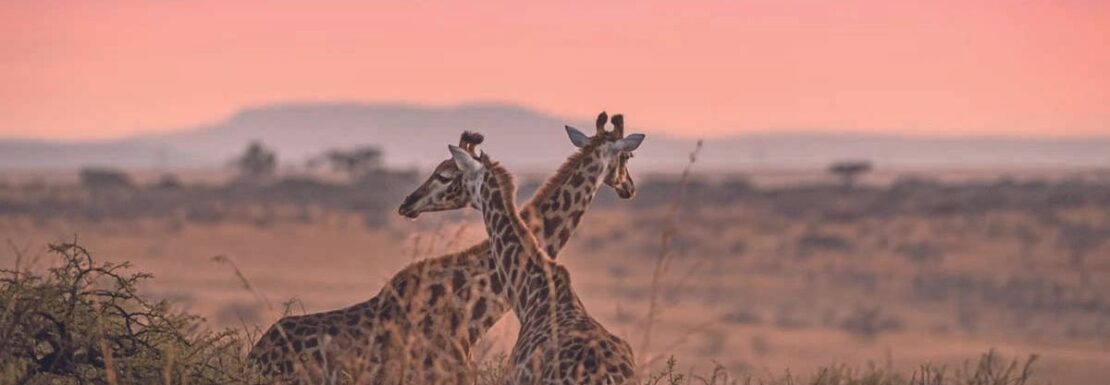 safari