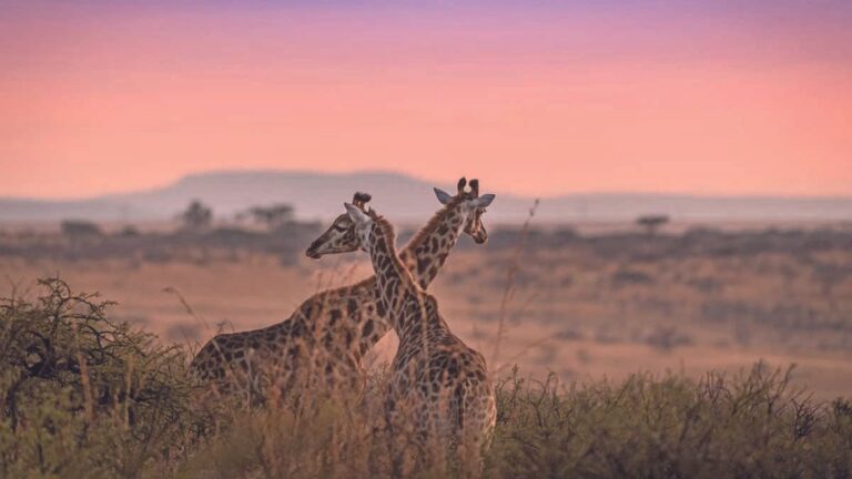 safari